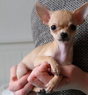 Zuckersüßer chihuahua rüde Abgabebereit
