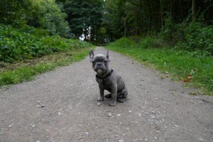 Französische Bulldogge