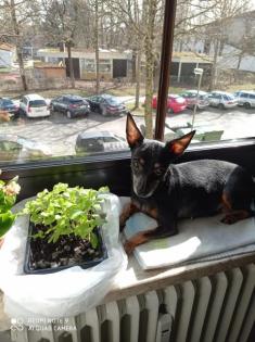 Zwergpinscher