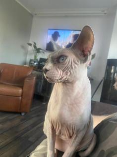 Don Sphynx und Canadian Sphynx aus privaten Gründen abzugeben