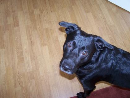 Baron. liebevoller Labrador-Schäferhund-Mix sucht neues Zuhause