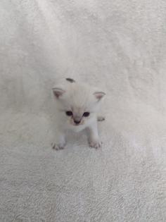 Sechs süße BKH Kitten geb. 06. 05. 23 suchen ab Ende Juli ein neues Zuhause