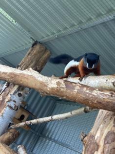 2 Schönhörnchen, Männchen, 1. 5 Jahre-Preis für beide