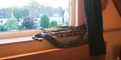 2 Boa Constrictoren - Imperator Mix