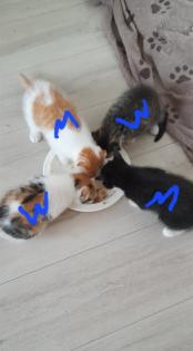 Kitten scotische Mutter und EKH Vater