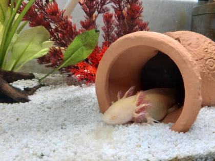 Axolotl und Durchlaufkühler abzugeben