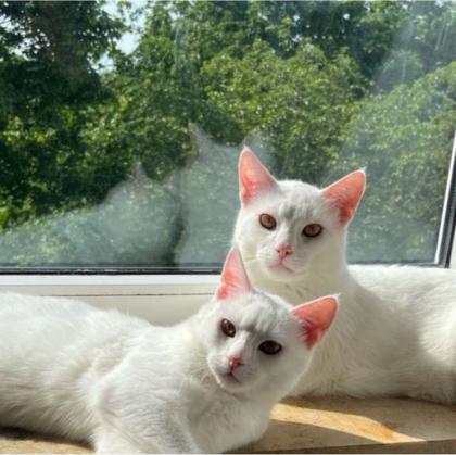 Türkisch Angora Kater