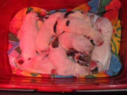 American Bulldog Welpen - November 2021