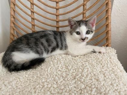 Kleine Kater abzugeben