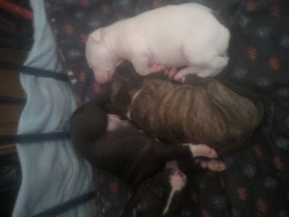 American Stafford-American Pit Bull Welpen zu verkaufen
