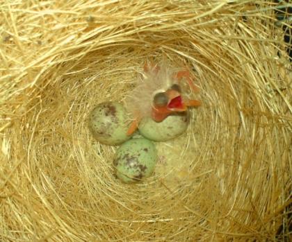 3 Kanarienvögel und 2 Vogelbauer abzugeben