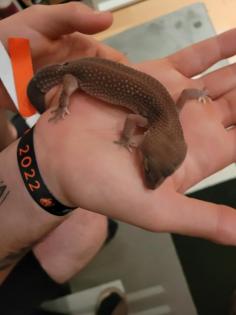 2 Leopardgeckos m/w inkl. komplett eingerichtetem Terrarium weitere Zubehör
