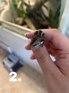 Höckerkopfgeckos