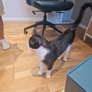 Finderlohn Kater Katze entlaufen/ verschwunden