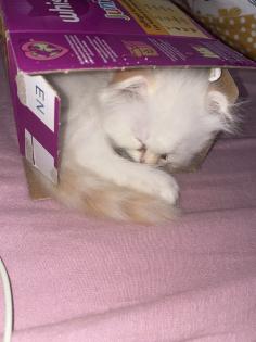 Zwei Perser Kitten suchen ein liebevolles Zuhause