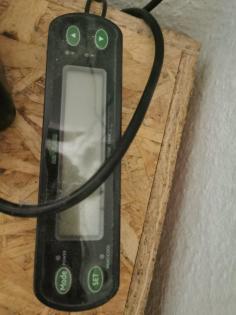 Verkaufe meine 2 Königspythons mit Zubehör