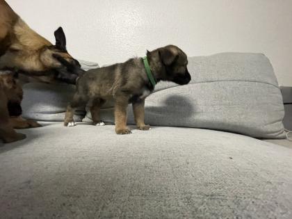 11 Süße Malinois Welpen suchen ein neues Zuhause