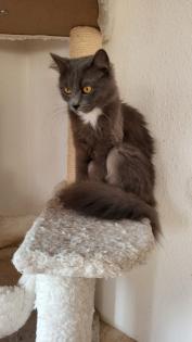Hübsches Angora - Mix Mädchen