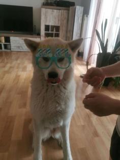 Japanische Akita inu