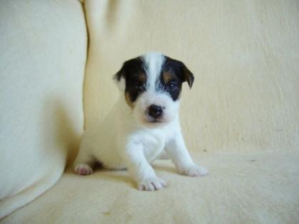 Parson Jack Russell Terrier
