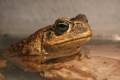 Ausgewachsene Aga Kröte Bufo Marinus - Weibchen