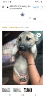Tolle Welpen, Junghunde Hundesenioren