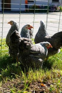Rassehühner, Huhn, Hennen, Geflügel, Wachteln, 30 versch. Rassen
