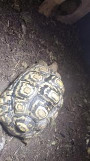 Paradalis Landschildkröten