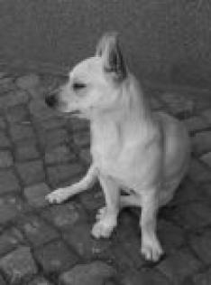 Chihuahua-Repinscher Mix abzugeben
