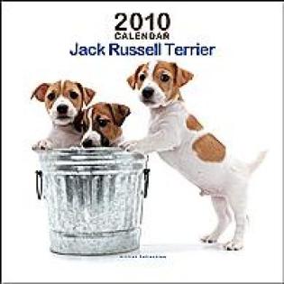 Jack-Russel Terrier Mini Welpe Wanted
