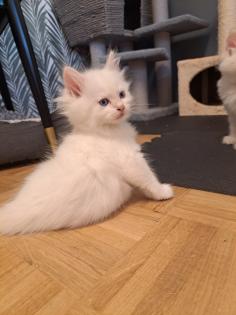Kitten Kätzchen nur noch Ellie Neva Masquarade sibirische Katze