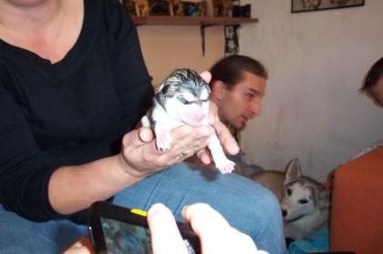 Husky-malamut welpen geb. am 18. 10. 2021