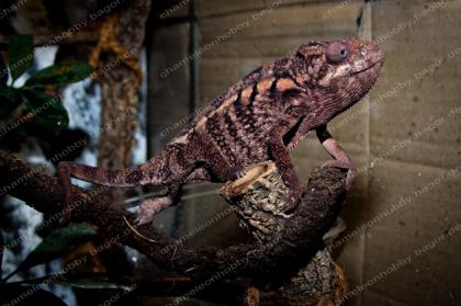 Pantherchamäleon Furcifer Pardalis Ambilobe DNZ Weibchen Pantherchameleon