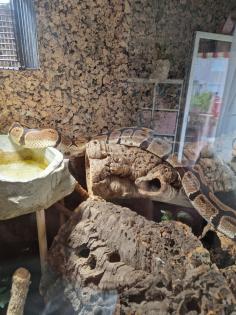 Königsphytons Weibchen und Männchen
