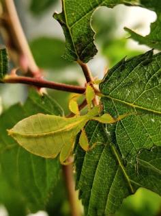 Wandelnde Blätter Phyllium philippinicum
