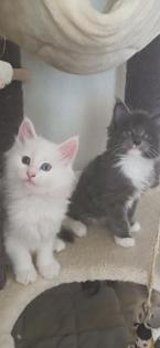 Maine-Coon-Kätzchen suchen ein neues Zuhause