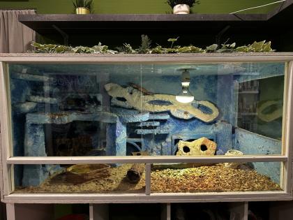 5 Leoparden Geckos Weibchen mit Terrarium