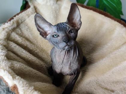 Don Sphynx Kitten suchen ein liebevolles Zuhause
