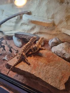 2 Zwergbartargamen inklusive Terrarium