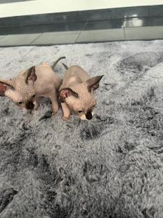 Liebevolle Sphynx Kätzchen abzugeben