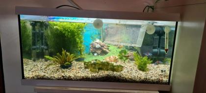 Aquarium mit Fisch und Zubehör