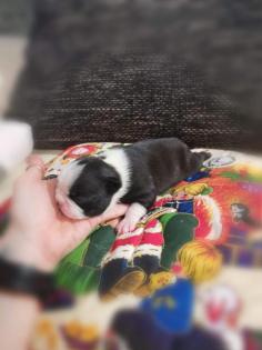 Boston Terrier Welpen