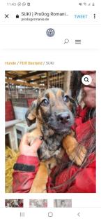 Tolle Welpen, Junghunde Hundesenioren