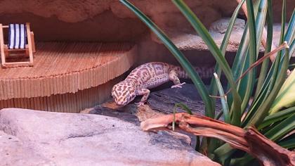 3 Leopardgecko Weibchen abzugeben