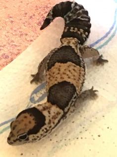 Afrikanischer Fettschwanzgecko