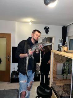 1. 0 Caiman Crocodilus