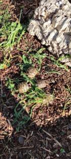 Griechische Landschildkröten