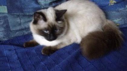 Heilige Birma-Thai Kitten