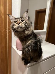 Maine Coon Deckkater mir Stammbaum