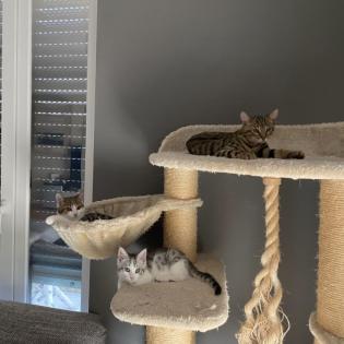 Katzenkur - Katzenbetreuung - Katzensitting
